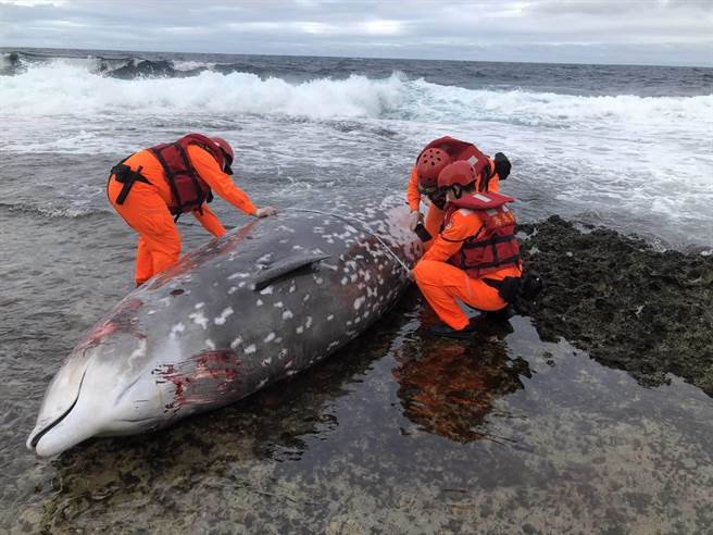 第一三岸巡队开元安检所海巡人员在29日下午在台东县兰屿乡五孔洞坦克岩岸际发现1只鲸豚搁浅，人员虽然立即前往抢救，却发现其已死亡，后续将进行採样并交由鲸豚研究单位使用。（海巡署第一三岸巡队提供／蔡旻妤台东传真）