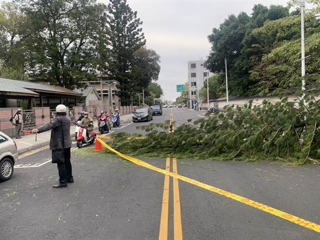 嘉義檜意森活村南洋杉被強風吹倒，影響忠孝路交通。（嘉義市政府提供）