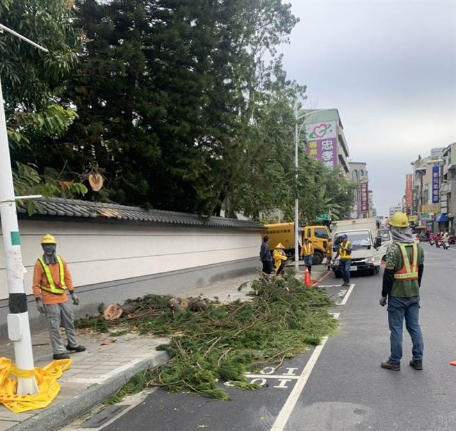 嘉義檜意森活村南洋杉被強風吹倒，影響忠孝路交通。（嘉義市政府提供）