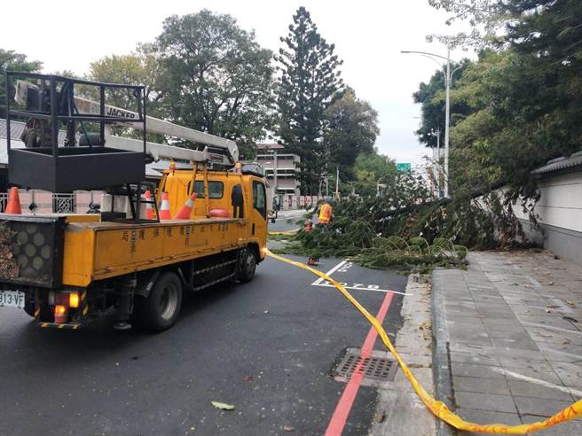 嘉義檜意森活村南洋杉被強風吹倒，市環保局出動排除障礙。（嘉義林鐵文資處提供）