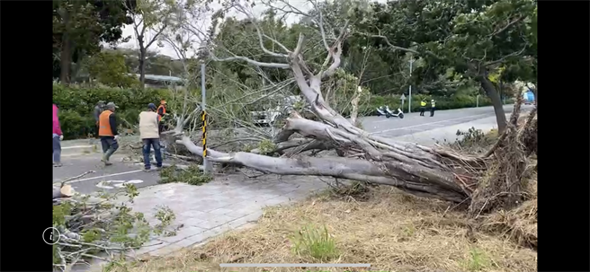今早強風狂襲，台南永康一棵路樹倒塌。（讀者提供／曹婷婷台南傳真）