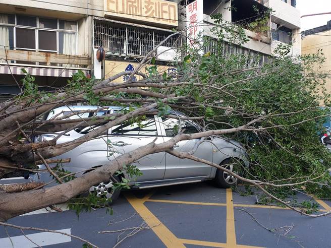 彰化县员林市大同国中西侧，1棵路树不敌强风应声倒塌，波及到刚好经过的车辆。(员林清洁队提供／吴建辉彰化传真)