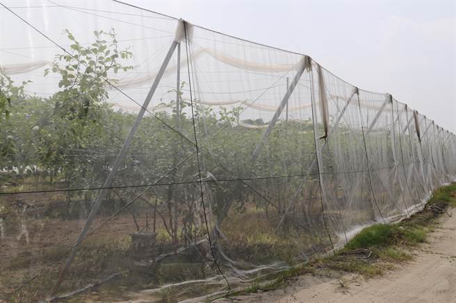 对抗寒流，农民在果园周边加设防寒网，达到抗风寒及保温的效果。（农粮署提供／黄立杰南投传真）
