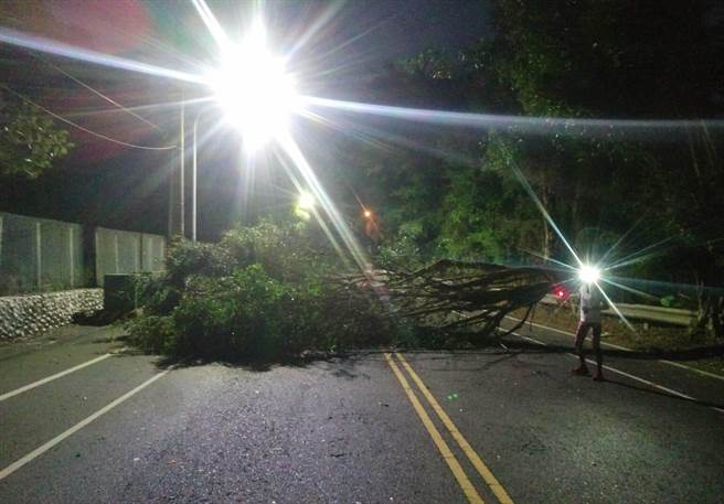 超狂霸王寒流比颱风猛，彰化市宝山路大榕应声倒。（彰化踢爆网／吴敏菁彰化传真）
