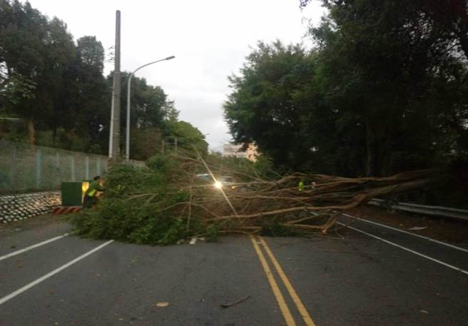 超狂霸王寒流比颱风猛，彰化市宝山路大榕应声倒。（彰化踢爆网／吴敏菁彰化传真）