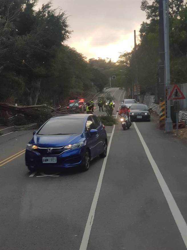 超狂霸王寒流比颱风猛，彰化市宝山路大榕应声倒。（彰化踢爆网／吴敏菁彰化传真）
