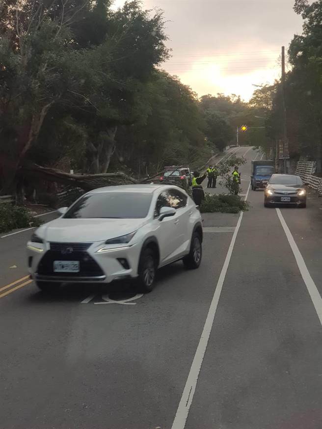 超狂霸王寒流比颱风猛，彰化市宝山路大榕应声倒。（彰化踢爆网／吴敏菁彰化传真）