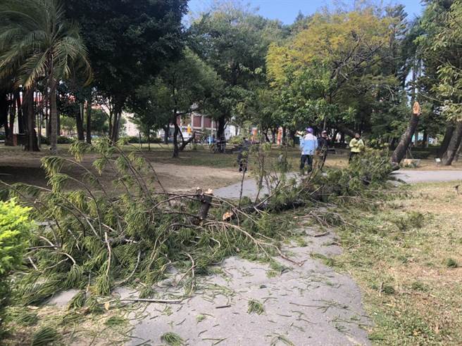 台南公園內一棵南洋杉不堪強風侵襲折斷，還壓傷公園運動的民眾。（讀者提供／程炳璋台南傳真）