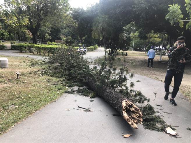 台南公園內折斷的南洋杉內部有蟻蝕的狀況。（讀者提供／程炳璋台南傳真）