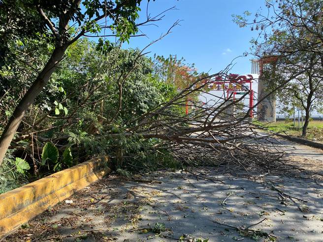 路树遭狂风吹倒。（张亦惠摄）