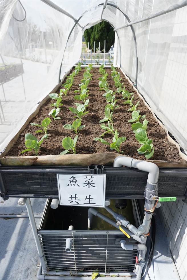 大甲區松柏園老人養護中心設置魚菜共生系統，利用養殖鱸魚、吳郭魚產生的肥水種植芥藍、蘿蔔等。（王文吉攝）