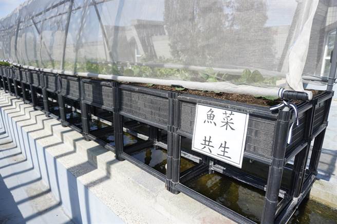 大甲區松柏園老人養護中心設置魚菜共生系統，利用養殖鱸魚、吳郭魚產生的肥水種植芥藍、蘿蔔等蔬菜。