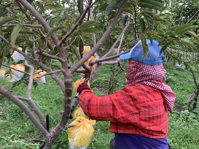 超强寒流来袭，全台低温特报，台东农业改良场及县府担心农民心血恐受寒，通报各级农渔会加强防寒作为，尤其是进入产季的凤梨释迦，呼吁农民尽可能避免枝干及叶子不要碰水，其中已有不少农友正紧急採收释迦。（蔡旻妤摄）