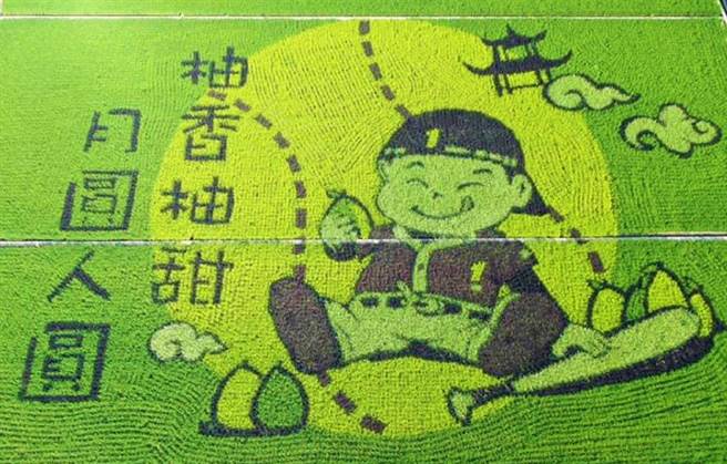 苑里镇农会稻田彩绘今年二期作图案，早在中央宣布二期稻作停灌前，8月份就亮相，图案呼应中秋节搭配棒球小子品柚超吸睛。（ 苑里镇农会提供／巫静婷苗栗传真）