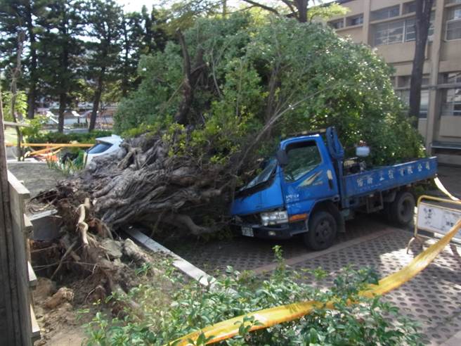 寒流带来罕见强风，吹倒云林县北港镇南阳国小百年老榕树，压毁1辆小货车车头。（张朝欣摄）