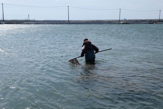 霸王级寒流来袭，云林县沿海渔民防寒害护鱼。（张朝欣摄）