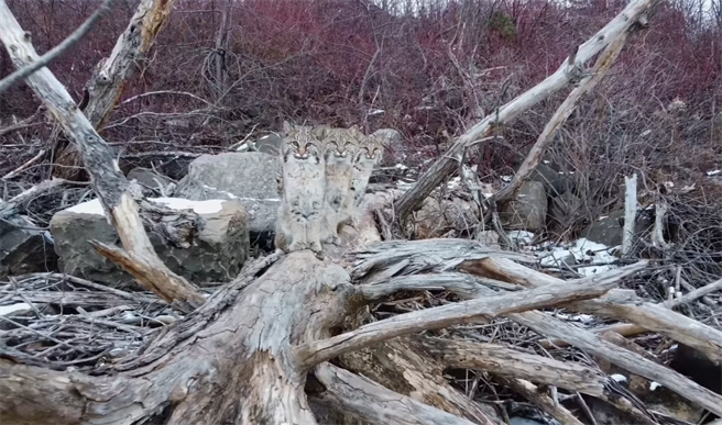 山猫并排到枯木上，形成一只山猫拥有「3颗头」的错觉画面。(图翻摄自脸书/Mike Mayou)