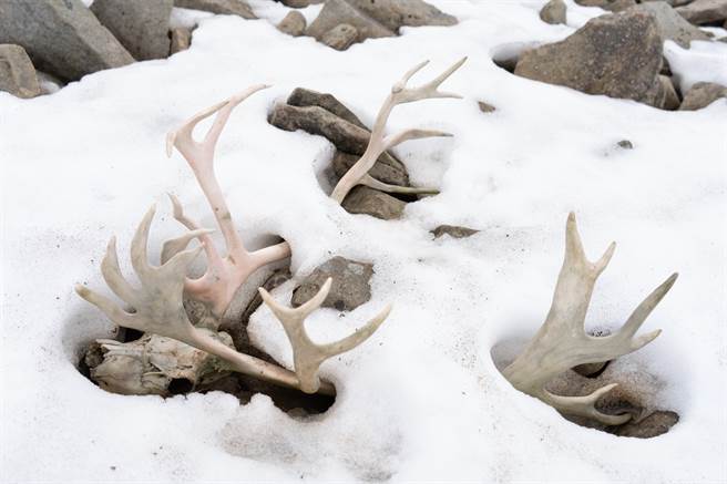萨哈共和国一名居民发现动物遗骸，而且保存非常完整，竟是5万年前史前动物。(示意图/达志影像)