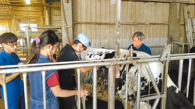 積極推動酪農產業升級，牧場導入科技化管理。（味全提供）