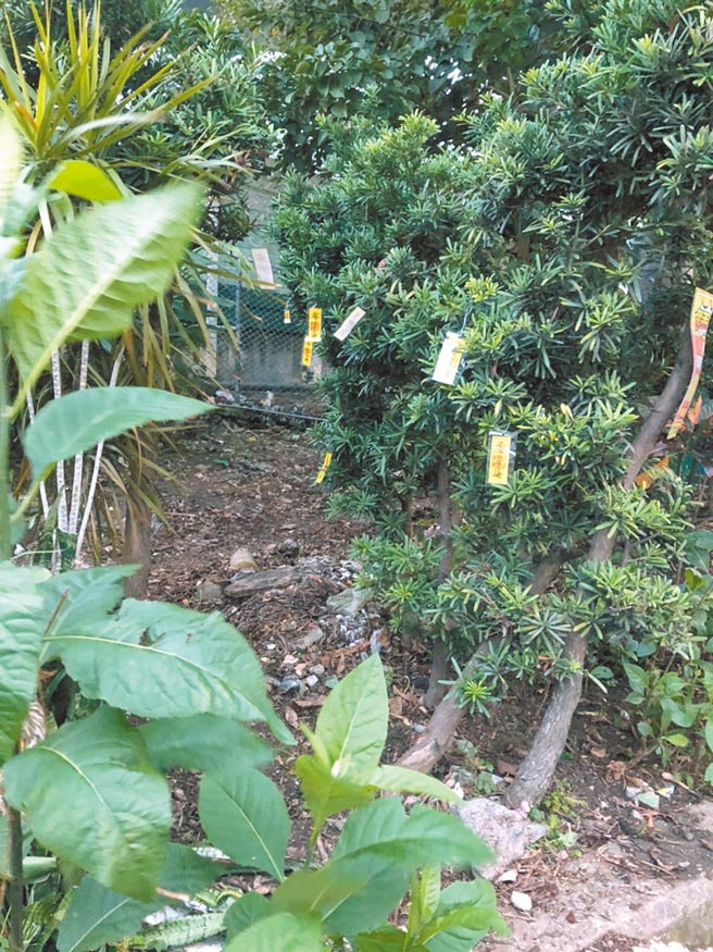 新北市三重区溪美里内高速公路边坡总被不肖人士偷倒垃圾，里长叶仁德近日突发奇想在该处贴满「黄色符咒」吓阻，没想到效果奇佳，该地乾净溜溜，居民都直呼里长讚。（戴上容摄）