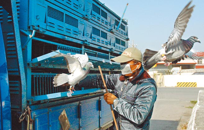 赛鸽学问大，从训练、配种至饮食，鸽友们各有各的一套养鸽经。（林和生摄）
