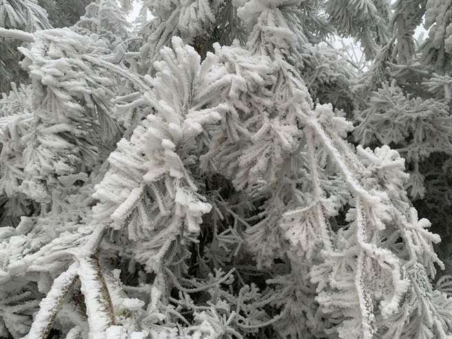 圖為太平山的霧淞、結霜。(翻攝自 太平山國家森林遊樂區FB)