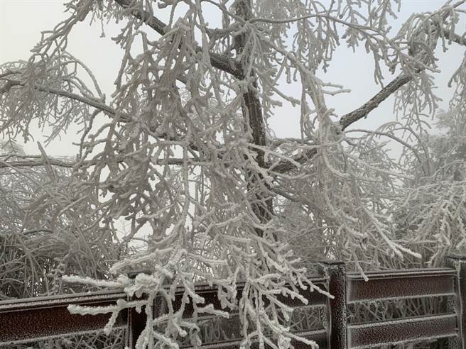 圖為太平山的霧淞、結霜。(翻攝自 太平山國家森林遊樂區FB)