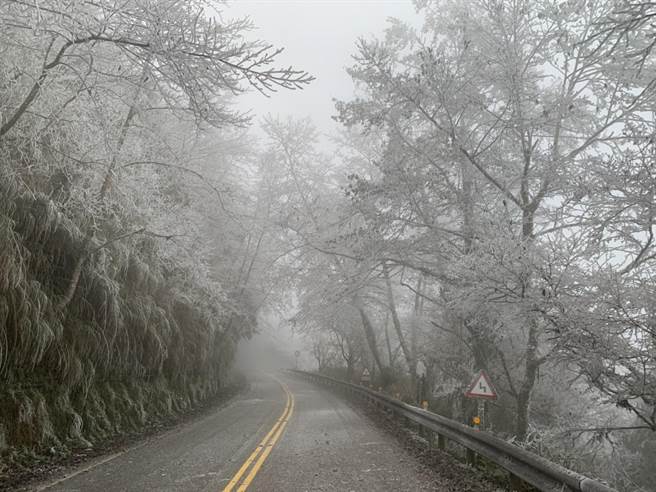 太平山上因为结雾淞呈现白茫茫的一片，但始终没有下雪。（罗东林管处提供／胡健森宜兰传真）