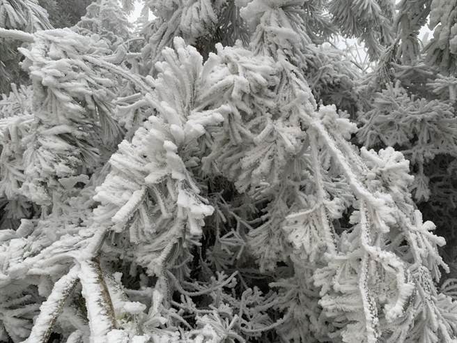   太平山上因为结雾淞呈现白茫茫的一片，但始终没有下雪。（罗东林管处提供／胡健森宜兰传真）