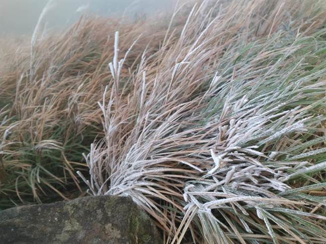 阳明山上的草上有冰霰。(翻摄自 发现阳明山FB)