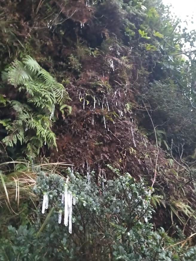 阳明山的山坡上有冰柱。(翻摄自 发现阳明山FB)