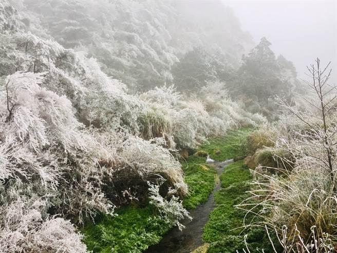 台中和平交界宜兰的山林结满雪白雾淞。（蔡建纬提供／王文吉台中传真）