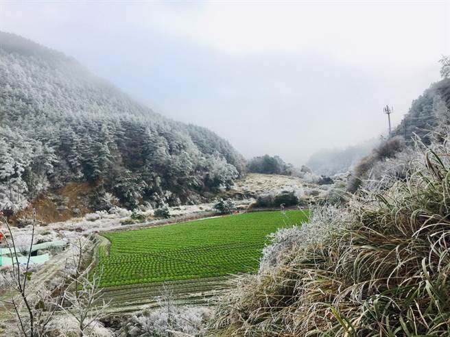 台中和平交界宜兰的山林结满雪白雾淞。（蔡建纬提供／王文吉台中传真）