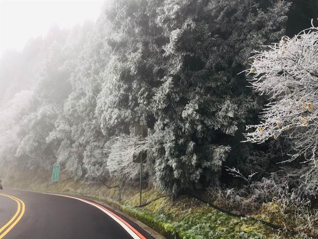 台七甲线台中、宜兰交界一夜急冻，路树、枝叶覆满雪白雾淞，变成银白世界。（蔡建纬提供／王文吉台中传真）