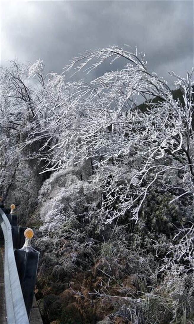 台七甲线台中、宜兰交界一夜急冻，路树、枝叶覆满雪白雾淞，变成银白世界。（蔡建纬提供／王文吉台中传真）