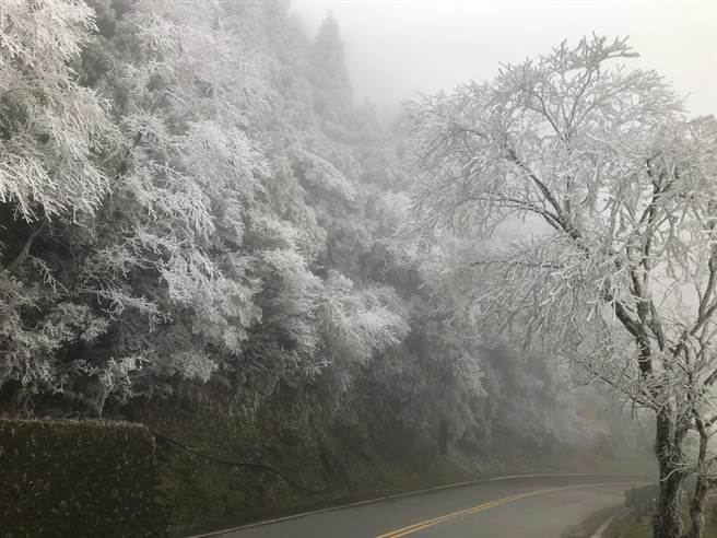 台七甲线路树木覆满雪白雾淞，开车经过的游客忍不住惊嘆「彷佛开进冷冻库」。（武陵农场提供／王文吉台中传真）