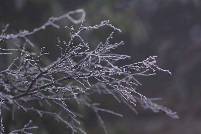 低温让树枝结上雾淞。(黄世麒摄)