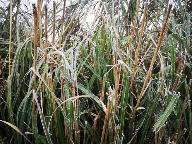 路旁的芒草结上雾淞。(黄世麒摄)
