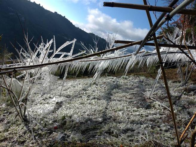 位处高地的巴崚果园出现冰霰景况。（巴崚国小提供／黄婉婷桃园传真）