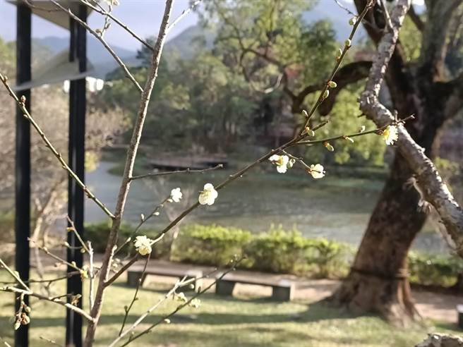 復興角板山行館元旦開園雪白梅花枝頭綻放迎客 寶島 中時