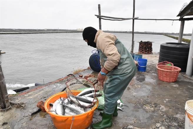 今年入冬以来最强寒流发威，首日已造成云林县沿海虱目鱼冻伤、翻肚，渔民冒着冷风打捞。（周丽兰摄）