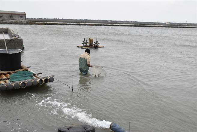 渔民冒冷风打捞，奄奄一息的还可以出售，若太迟打捞就只能当肥料。（周丽兰摄）