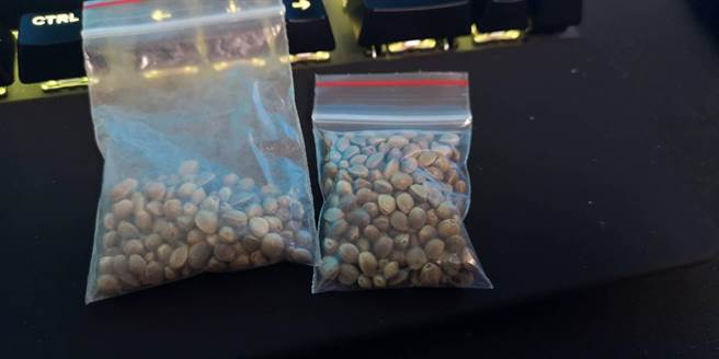 警方查扣300多颗大麻种子。（警方提供，文：陈鸿伟）