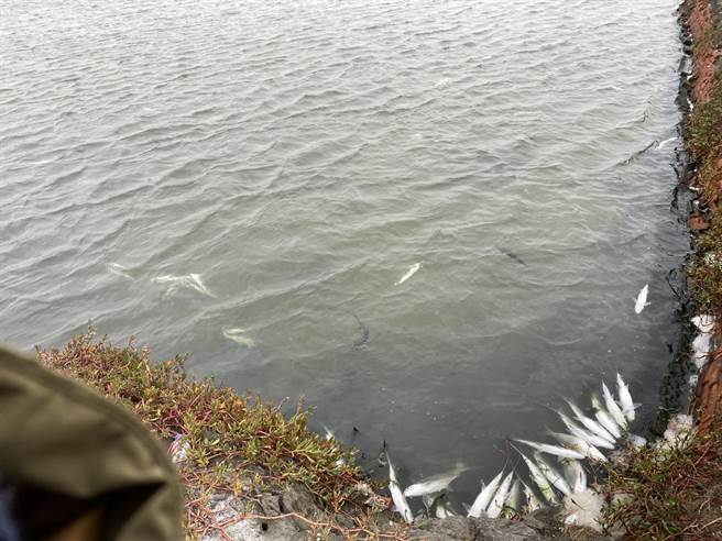 寒流来袭，台南市七股区、北门区零星文蛤池混养之虱目鱼受损。（台南市七股区公所提供／刘秀芬台南传真）