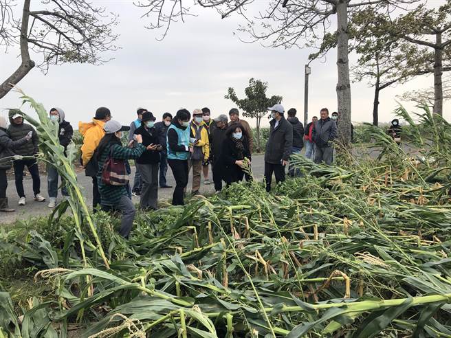 台南市将军、盐水、学甲、下营区传出硬质玉米、青割玉米约130公顷倒伏。（台南市农业局提供／刘秀芬台南传真）