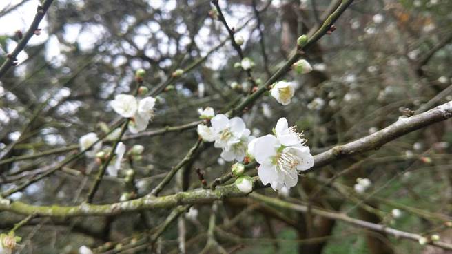 台南市楠西區梅嶺梅花綻放，較高海拔地區已開2至3成。（劉秀芬攝）