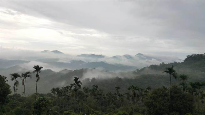 到台南梅嶺可以既可賞花也可以欣賞美麗雲海。（陳居峰提供／劉秀芬台南傳真）