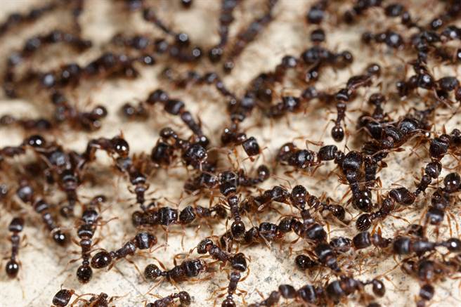 上萬隻螞蟻圍成圈順時針狂轉罕見「死亡漩渦」超毛- 搜奇- 網推
