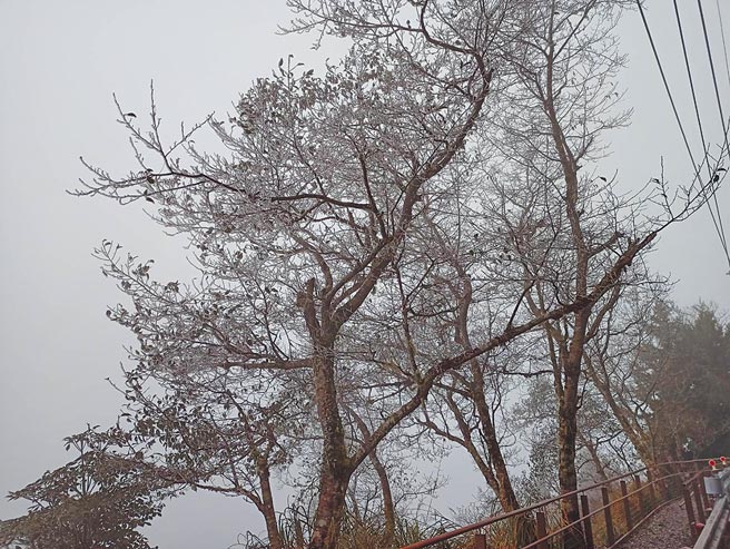 今年入冬后首波霸王级寒流来袭，造成全台23人疑因天寒猝死，其中以台北市9人死亡为最，且多是高龄长者，详细死因仍待调查厘清。图为太平山30日「只见雾淞不见雪」。（罗东林管处提供／胡健森宜兰传真）