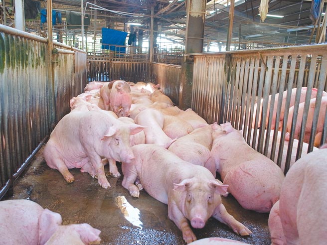 莱猪进口前夕，云林县肉品市场猪价平稳，短时间内不至于下跌。（张朝欣摄）